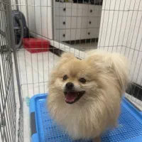 پامرین خرسی وارداتی اوکراینی