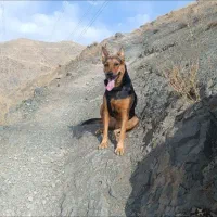 واگذاری رایگان ژرمن دوبرمن