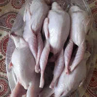 بلدرچین گوشتی