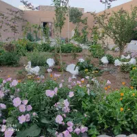 نیازمند دعا نویس خوب تضمینی هستم باخرز