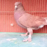 کفتر|پرنده|ملارد, |دیوار