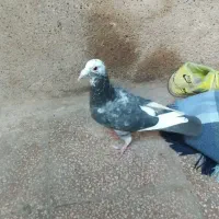 کبوتر|پرنده|مشهد, ایثار|دیوار