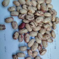 لوبیا چیتی ممتاز