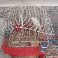 عروس هلندی دستی|پرنده|یزد, |دیوار