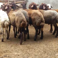 گوسفند نربره|حیوانات مزرعه|آق قلا, |دیوار