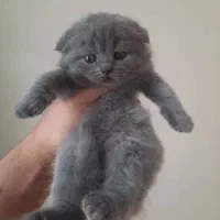 گربه های اسکاتیش و بریتیش