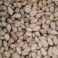 خریدار و فروشنده انواع بادام و مغز بادام