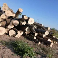 بریدن انواع درخت خشک