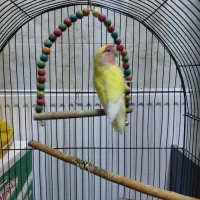 کوتوله برزیلی ماده بالغ|پرنده|اصفهان, شهرک میلاد|دیوار