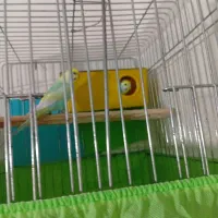 مرغ عشق وفنچ