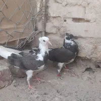 کبوتر تهرانی