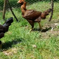 مرغ لاری تخم گذار