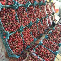 گیلاس تکدانه مشهد - زیر قیمت کل بازار