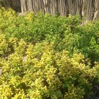 شمشاد طلایی و پرتقالی در ورامین پیشوا