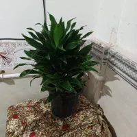 انواع گل ها