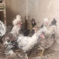 خروس محلی|حیوانات مزرعه|شیراز, دروازه قران|دیوار