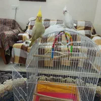 عروس هلندی لوتینو  و  البینو با قفس بزرگ|پرنده|شاهین‌شهر, فردوسی|دیوار