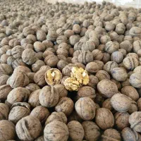 گردوی درجه یک منطقه بام