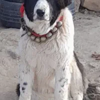 لاس قدرجونی