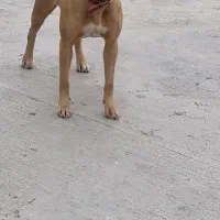 پیت بول ماده ۸ ماه