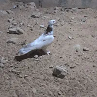 کبوتر|پرنده|درگهان, |دیوار