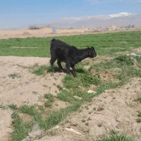 بزغاله ماده|حیوانات مزرعه|نیشابور, چمبران|دیوار