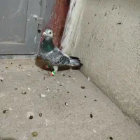 یک عدد سرور ماده غوره ای