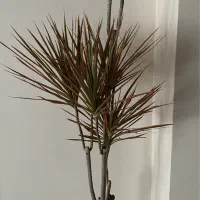 درختچه طبیعی