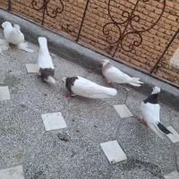 کفتر طوقی|پرنده|همدان, |دیوار