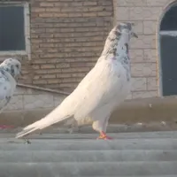 کبوتر کفتر|پرنده|تهران, جی|دیوار