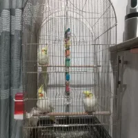 عروس هلندی لوتینو زعفرانی یک ساله