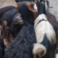 بز با بزغاله درشت|حیوانات مزرعه|قزوین, |دیوار