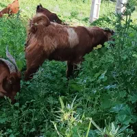 کهره نر چاق