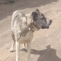 سگ افغان نترس برای گله