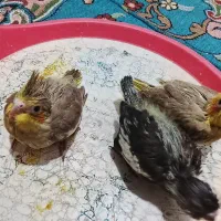 جوجه نرمه خور عروس هلندی|پرنده|بندر کنگان, |دیوار