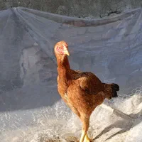 مرغ لاری یکسال|حیوانات مزرعه|محمودآباد, |دیوار