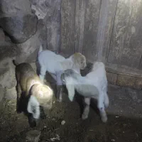 بزغاله مادهشیریهرراس1700000تومان