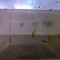 آکواریوم گیاهی|ماهی|قرچک, مهدیه|دیوار