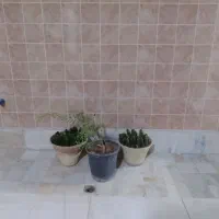 نیازمند گلدان