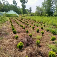 فروش گلخانه، مسکونی و باغی 7175 متر- لنگرود