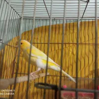 قناری بخون|پرنده|پاکدشت, پاکدشت (مامازند)|دیوار