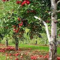 نیازبه ی نفربازنشسته برای اشپزی