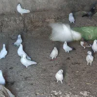 پرند