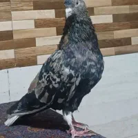 کوهی دم سفید کلکسیونی در حمیدیه