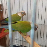 طوطی گرینچیک دو جفت