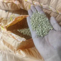 گندم بذری