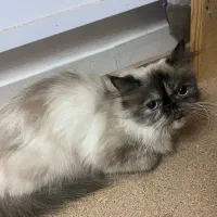 گربه پرشین نژاد هیمالین