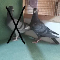 کبوترجوانه آلمانی طوقی گراف سده خال