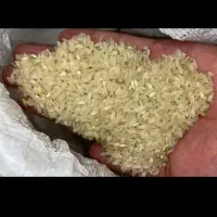 فروش ویژه برنج کامفیروزی|خوردنی و آشامیدنی|تهران, منیریه|دیوار