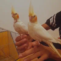 عروس هلندی رام